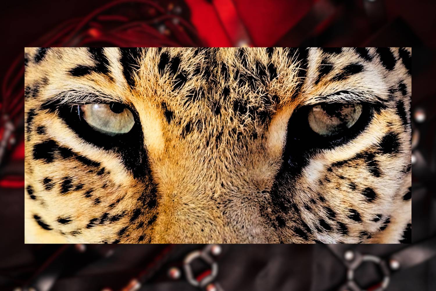 🪙RM 501 - 豹房 Wild【2小時】